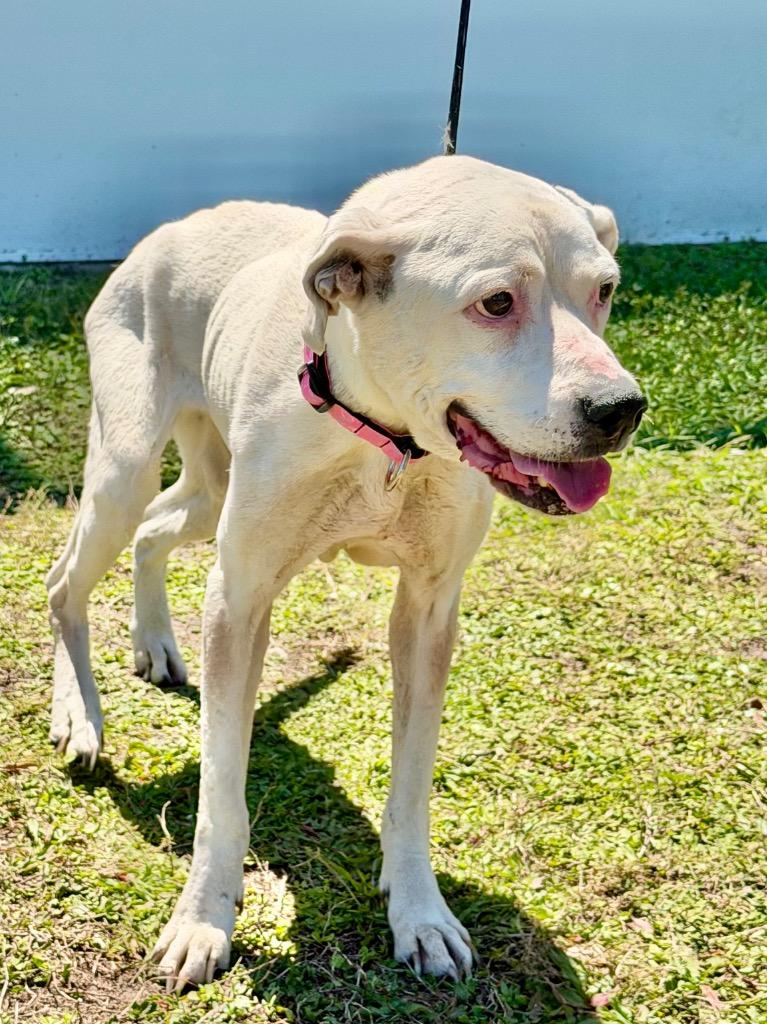 Journey, a Adoptable mixed breed in Cape Coral, FL image 5/6
