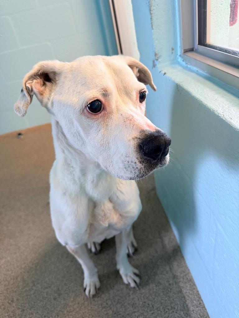Journey, a Adoptable mixed breed in Cape Coral, FL image 6/6