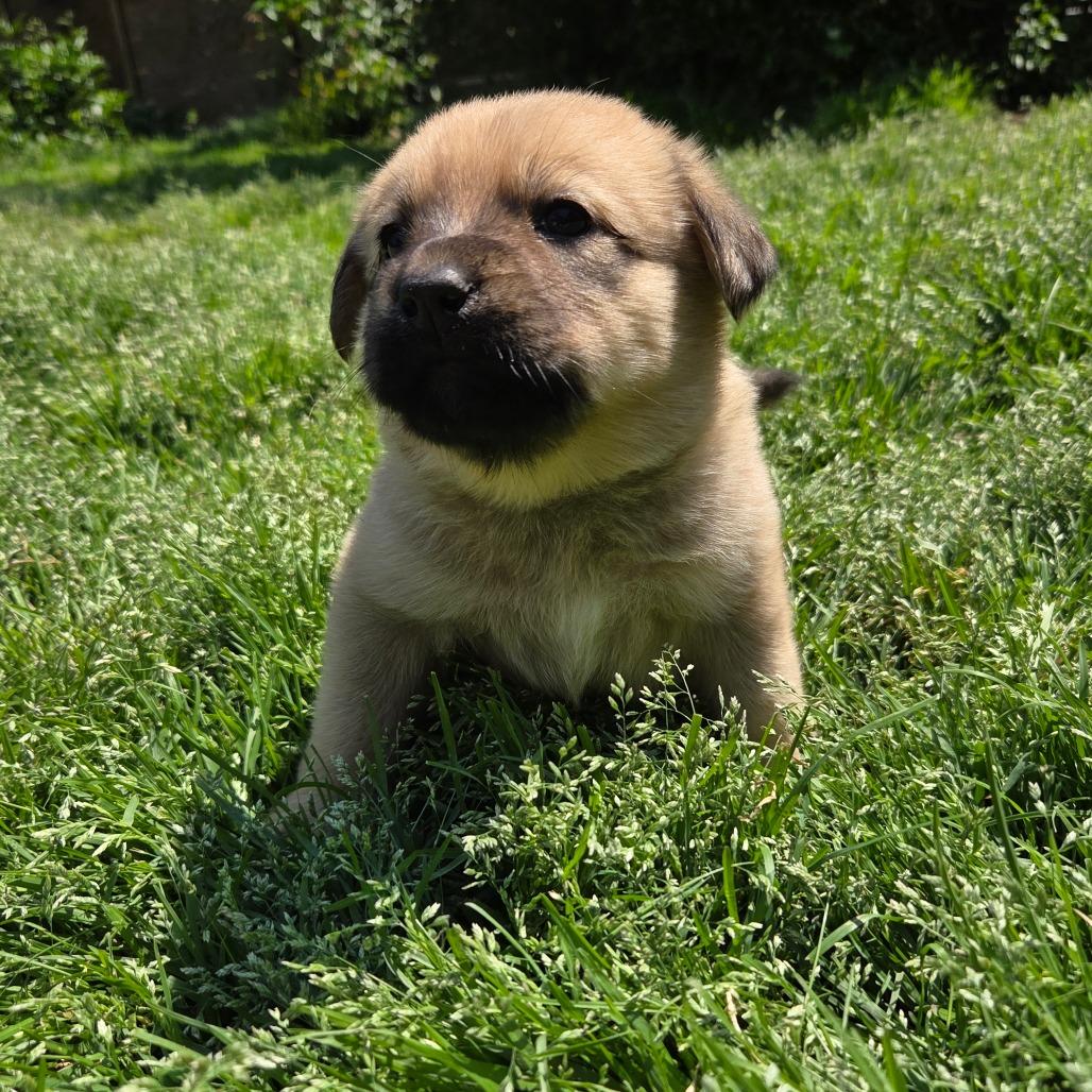 Enlarge Eloise, a Adoptable mixed breed in Taylor, MI image 3/6