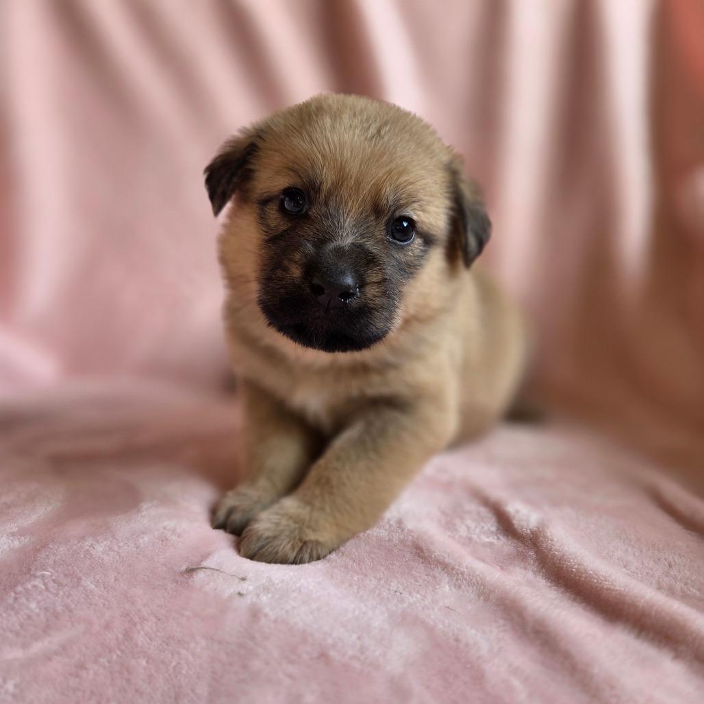 Enlarge Eloise, a Adoptable mixed breed in Taylor, MI image 2/6