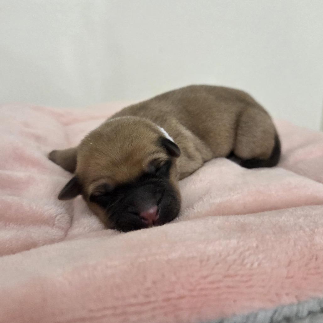 Enlarge Eloise, a Adoptable mixed breed in Taylor, MI image 5/6
