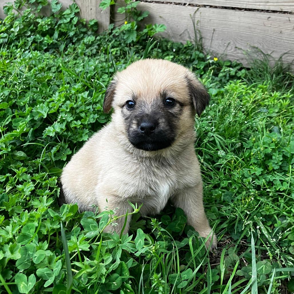Enlarge Eloise, a Adoptable mixed breed in Taylor, MI image 4/6