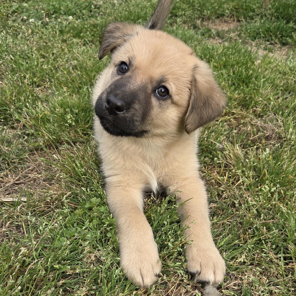 Enlarge Eloise, a Adoptable mixed breed in Taylor, MI image 1/6