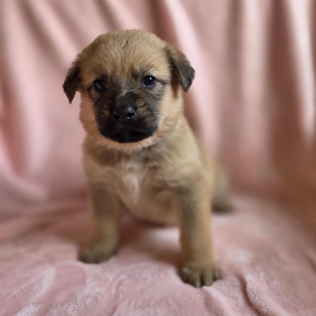 Enlarge Eloise, a Adoptable mixed breed in Taylor, MI image 6/6