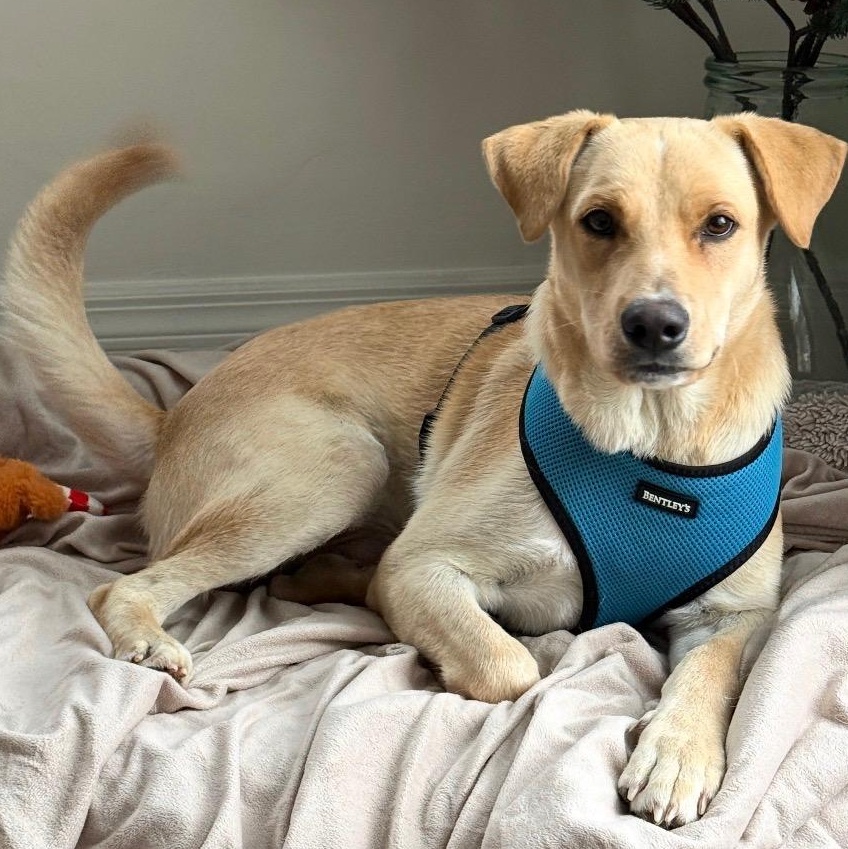 Vanilla - The Sweetest Scoop of a Pup!, Adoptable, Young Male Yellow Labrador Retriever.