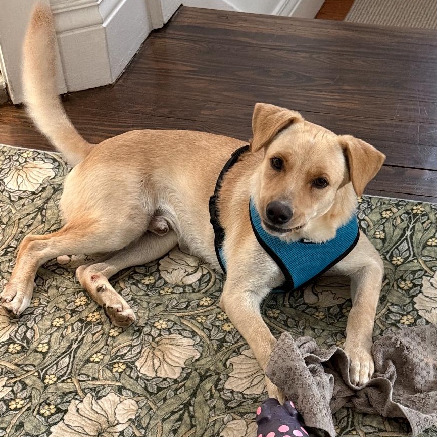 Enlarge Vanilla - The Sweetest Scoop of a Pup!, a Adoptable Yellow Labrador Retriever in Boston, MA image 5/6