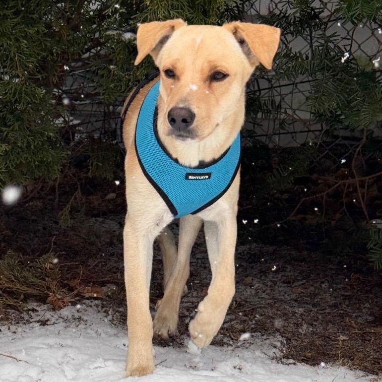 Enlarge Vanilla - The Sweetest Scoop of a Pup!, a Adoptable Yellow Labrador Retriever in Boston, MA image 6/6