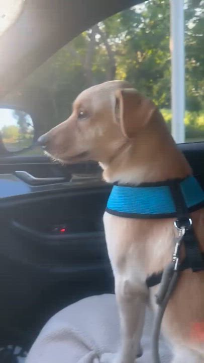 Enlarge Vanilla - The Sweetest Scoop of a Pup!, a Adoptable Yellow Labrador Retriever in Boston, MA video 4/6