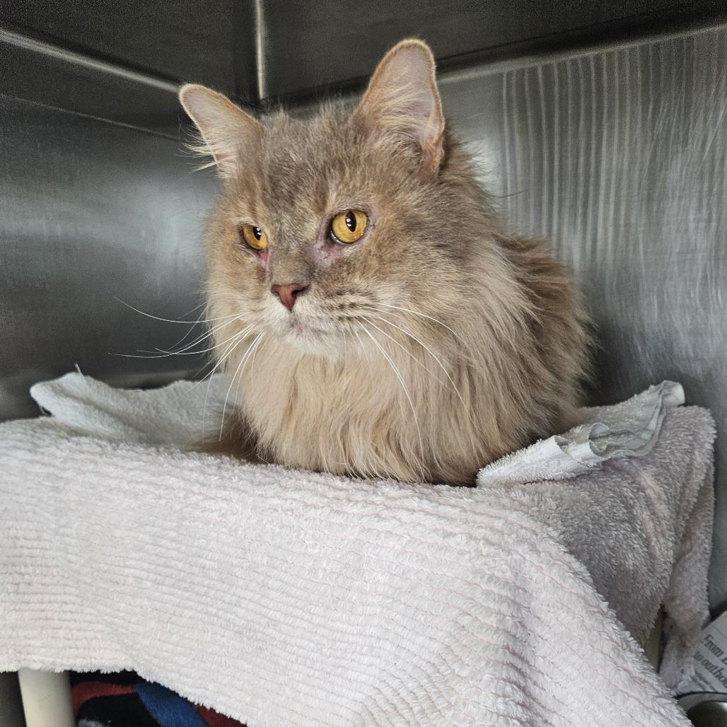 Enlarge Willow, a Adoptable Domestic Long Hair in Dover, NH image 4/6