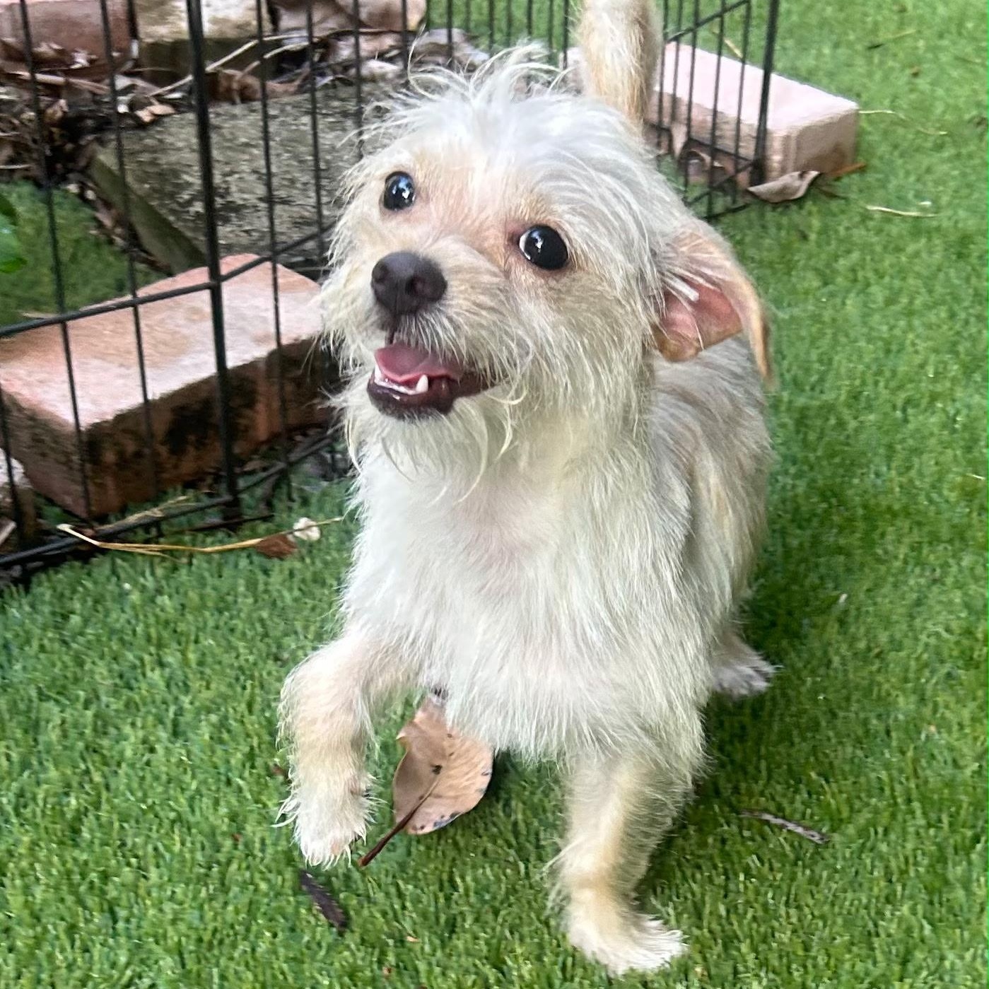Douglasite, adopted, Young Male Chihuahua.