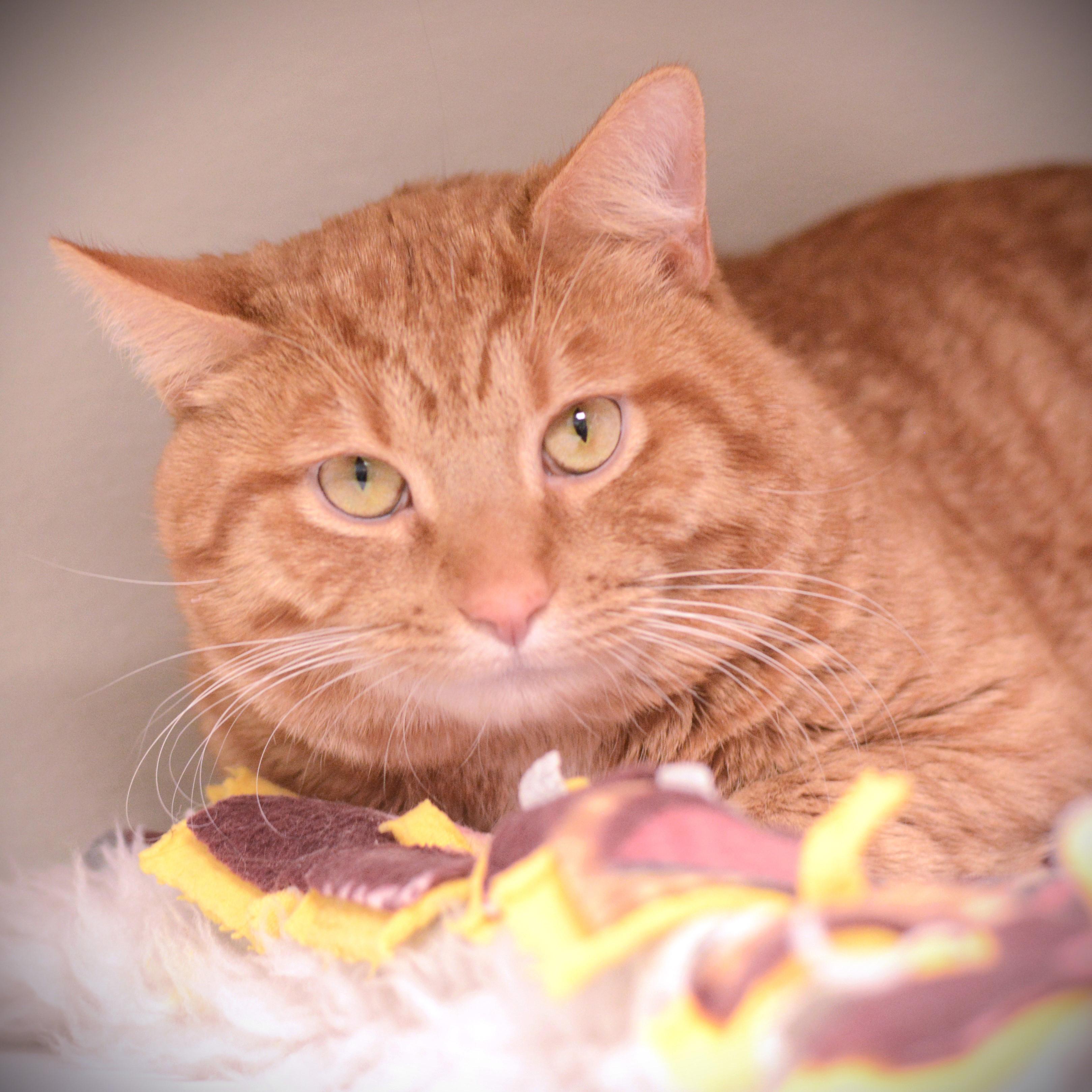 Enlarge Ginger, a ADOPTABLE Domestic Short Hair in Amsterdam, NY image 1/1