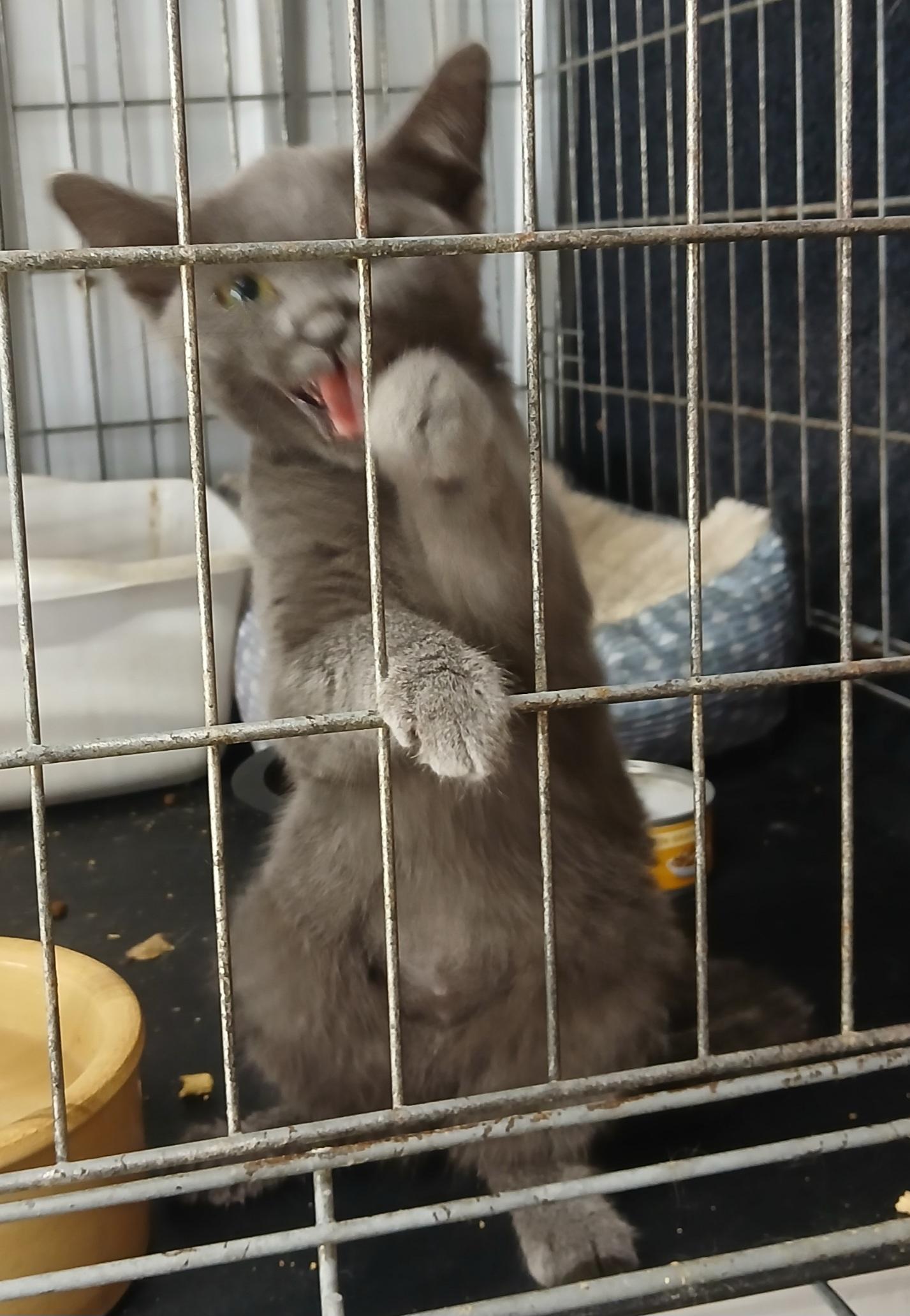 Enlarge Bluey, an adopted Russian Blue in Lees Summit, MO image 1/1