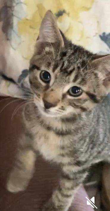 Enlarge Tigger, a Adoptable Tabby in Rancho Palos Verdes, CA image 2/4