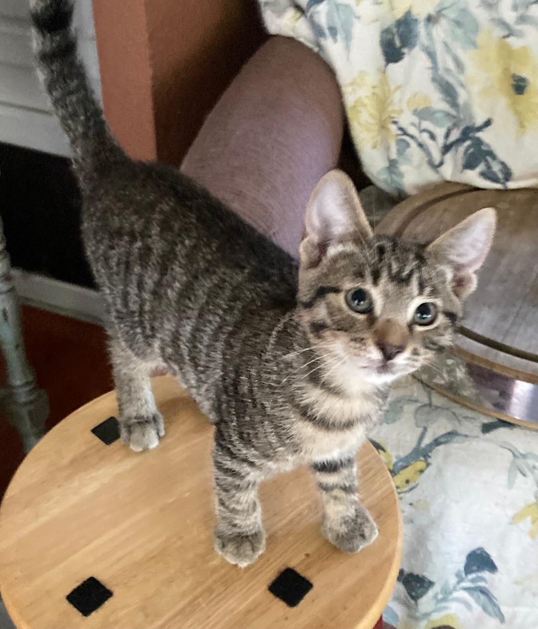 Enlarge Tigger, a Adoptable Tabby in Rancho Palos Verdes, CA image 3/4