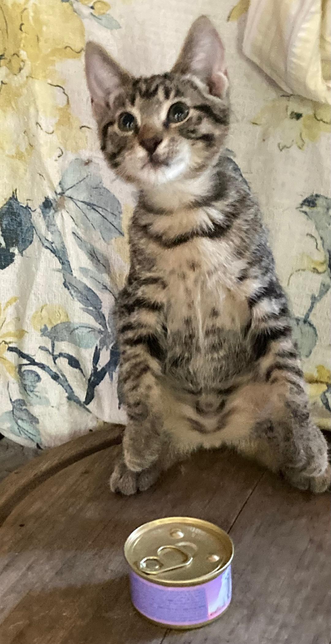 Enlarge Tigger, a Adoptable Tabby in Rancho Palos Verdes, CA image 4/4