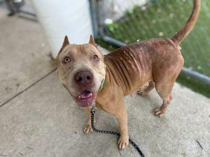 Pamela Pancakes, Adoptable, Senior Female American Bulldog & Mixed Breed.