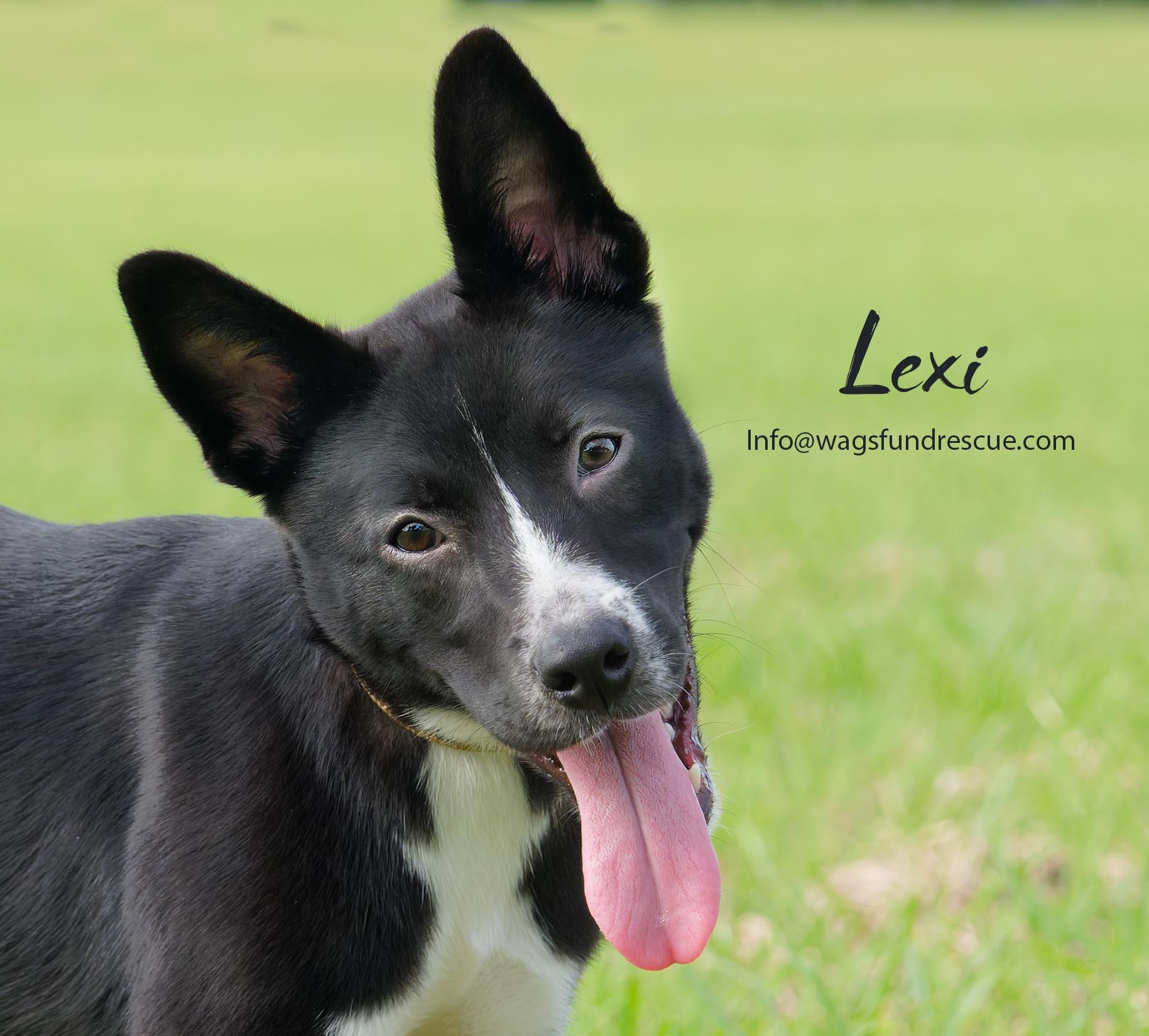 Lexi, ADOPTABLE, Young Female Border Collie & Australian Kelpie.