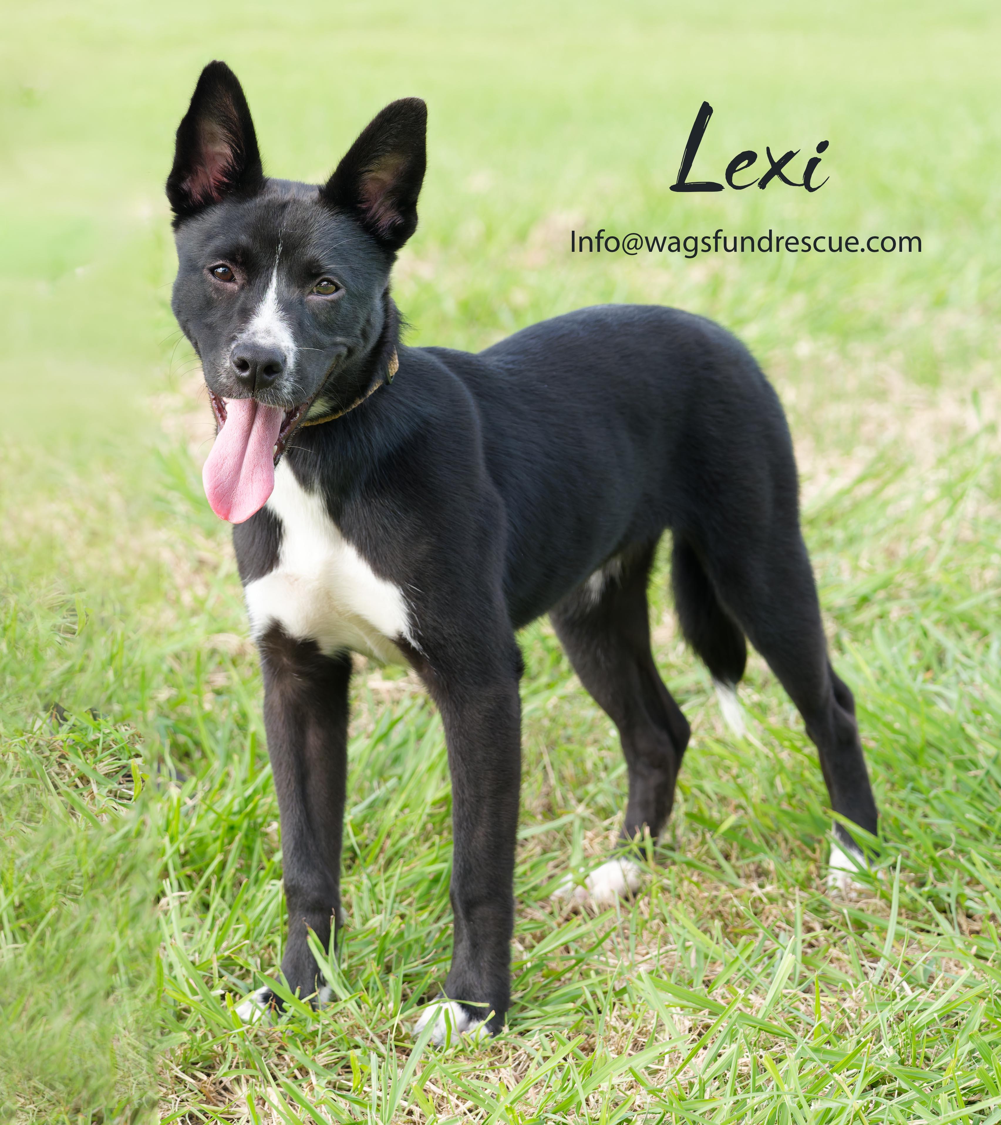 Lexi, a ADOPTABLE mixed breed in Houston, TX image 2/3