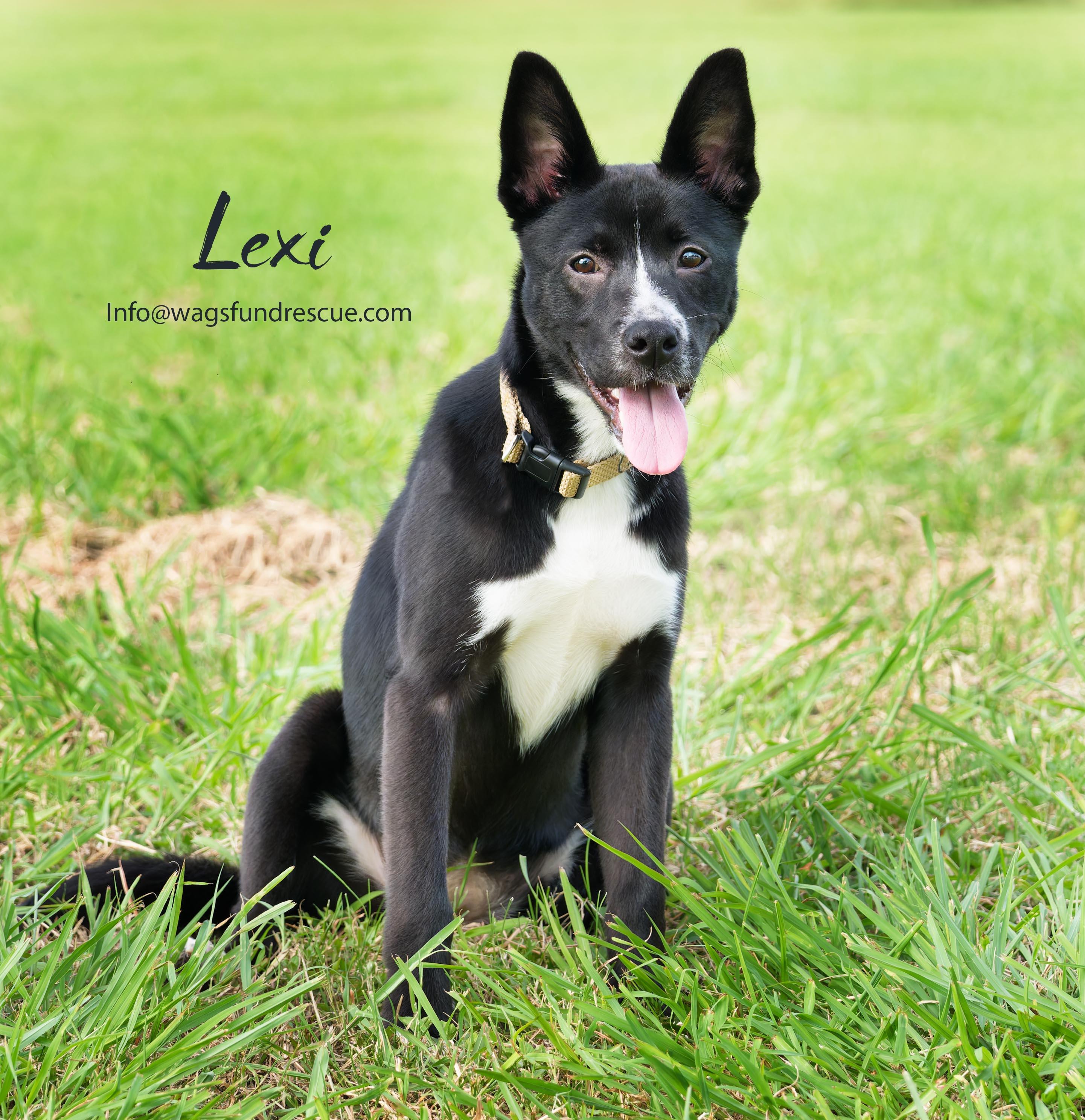 Lexi, a ADOPTABLE mixed breed in Houston, TX image 3/3