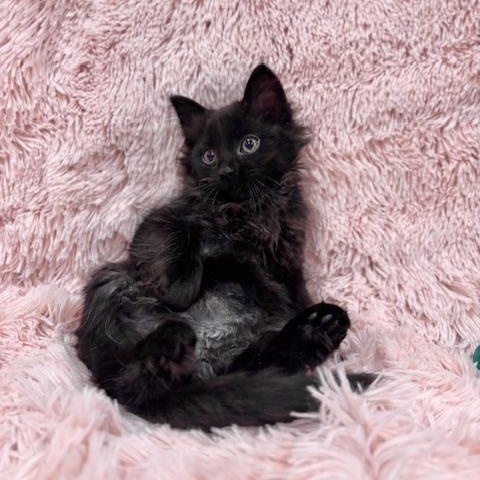 Enlarge Genevieve, a Adopted Domestic Long Hair in Scottsville, VA image 4/6