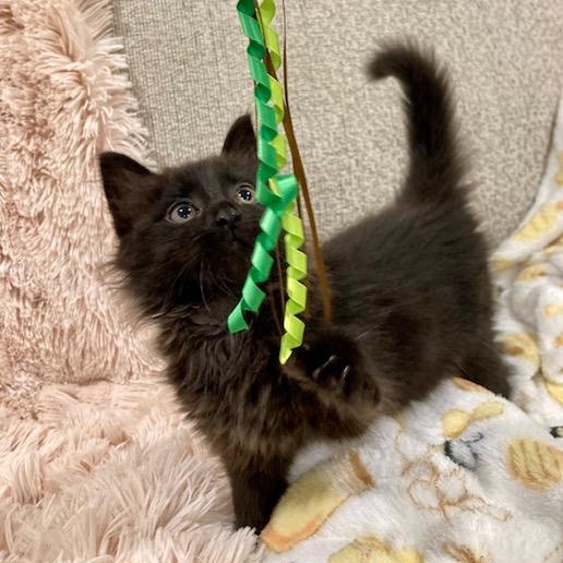 Enlarge Genevieve, a Adopted Domestic Long Hair in Scottsville, VA image 6/6