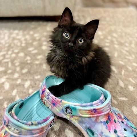 Enlarge Genevieve, a Adopted Domestic Long Hair in Scottsville, VA image 1/6