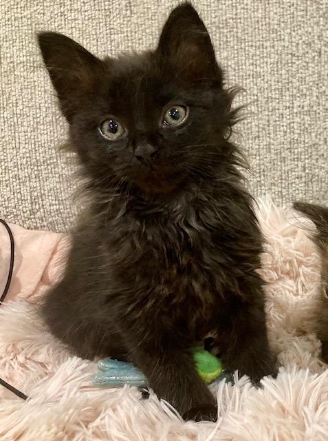 Enlarge Genevieve, a Adopted Domestic Long Hair in Scottsville, VA image 5/6