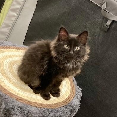 Enlarge Genevieve, a Adopted Domestic Long Hair in Scottsville, VA image 3/6