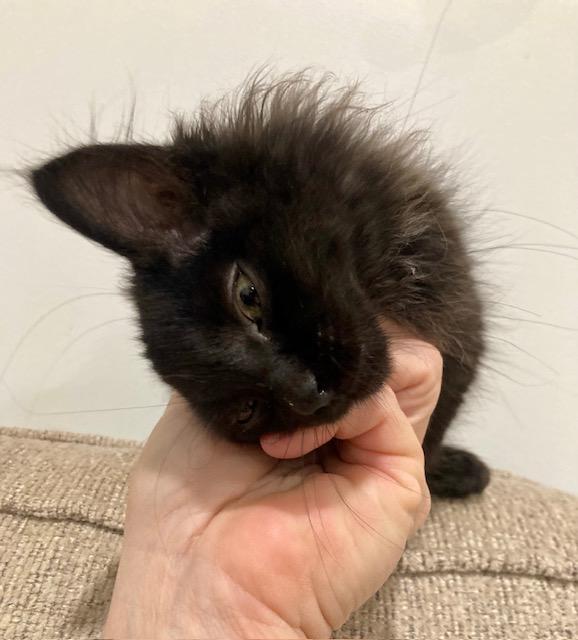 Enlarge Genevieve, a Adopted Domestic Long Hair in Scottsville, VA image 2/6