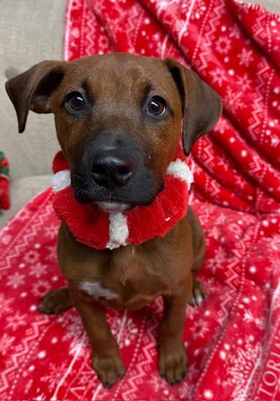 Alma, ADOPTABLE, Puppy Female Hound.