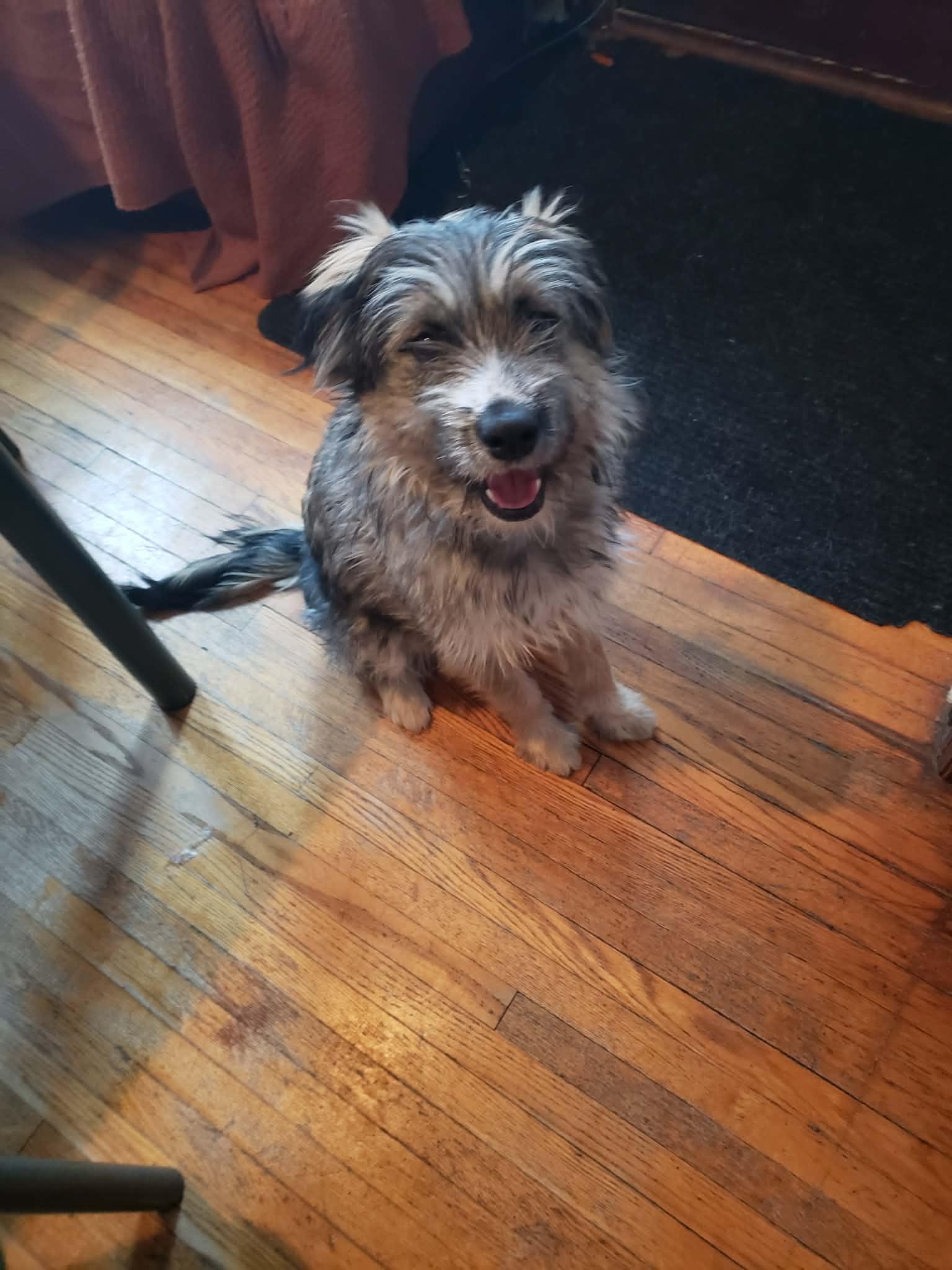 Enlarge Peter, a Adoptable mixed breed in Winnipeg, MB image 2/4