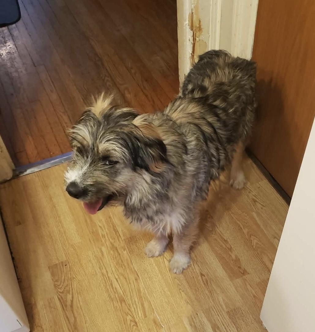 Enlarge Peter, a Adoptable mixed breed in Winnipeg, MB image 4/4