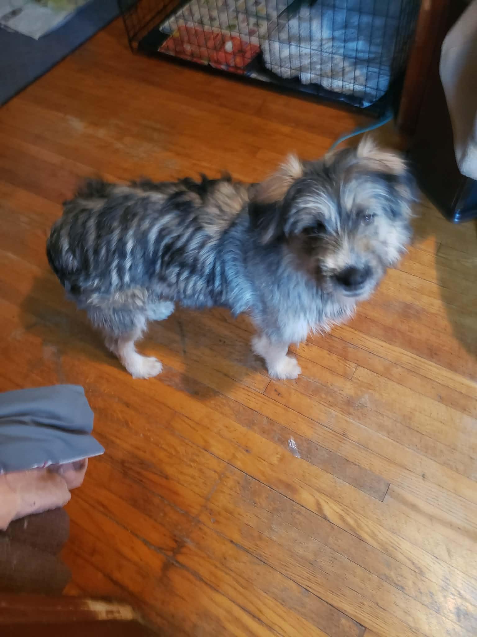 Enlarge Peter, a Adoptable mixed breed in Winnipeg, MB image 3/4