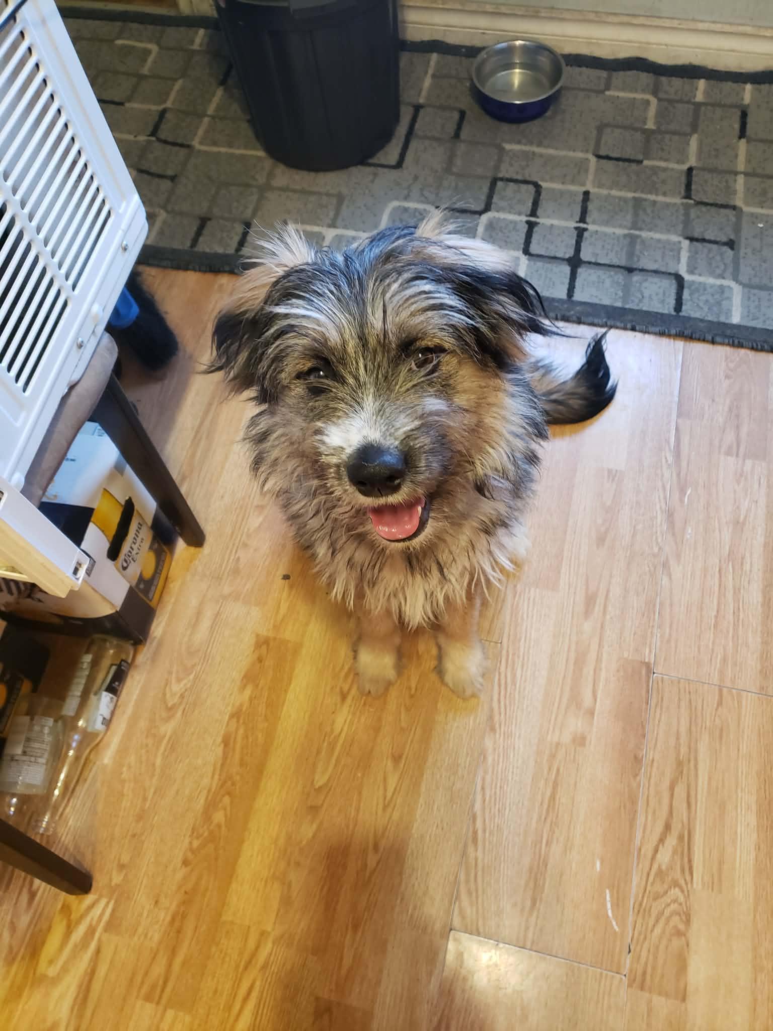 Enlarge Peter, a Adoptable mixed breed in Winnipeg, MB image 1/4