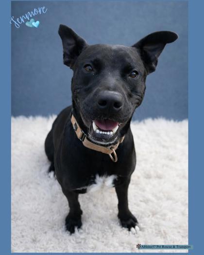 Enlarge Fenmore, a Adoptable mixed breed in De Soto, IA image 1/3