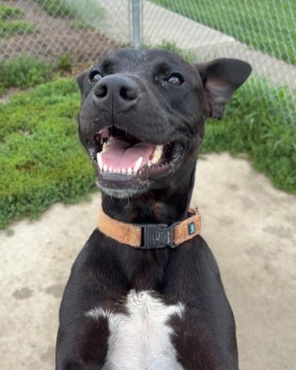 Fenmore, Adoptable, Adult Male Labrador Retriever & Mixed Breed.