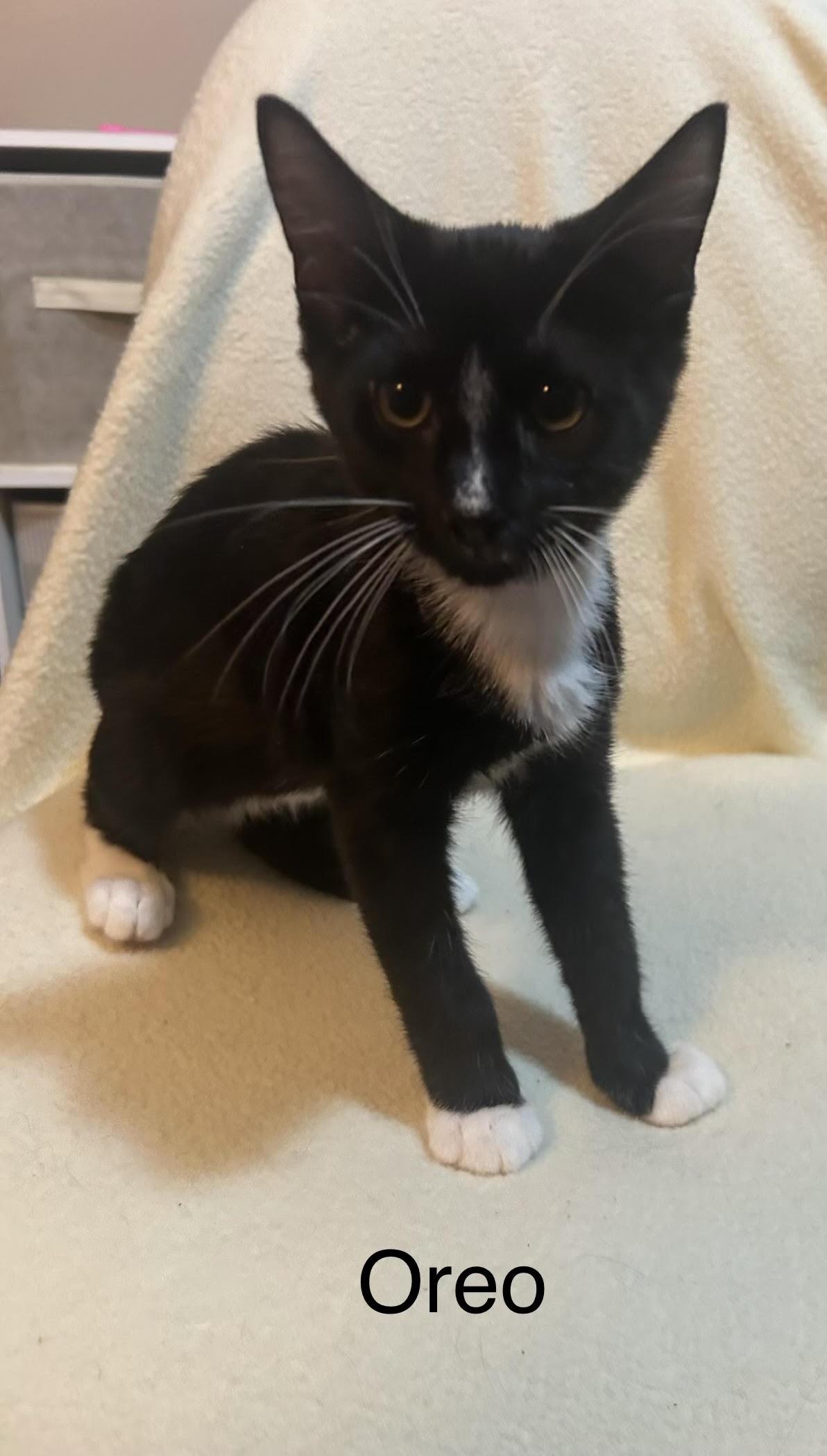 Oreo, ADOPTABLE, Kitten Male Domestic Short Hair.