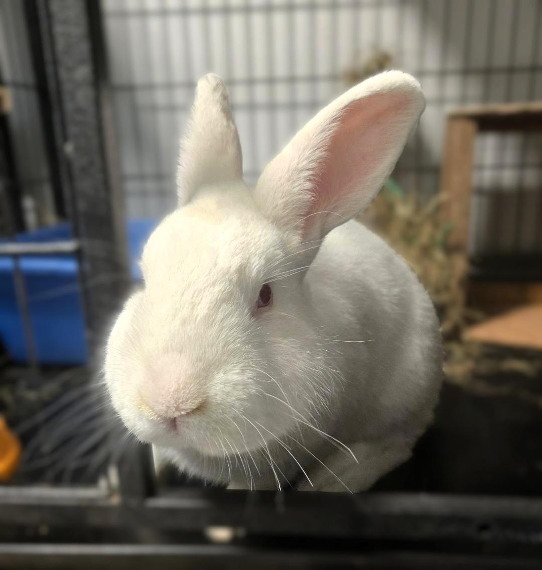 Enlarge Peace, a Adoptable New Zealand in Warwick, NY image 1/2