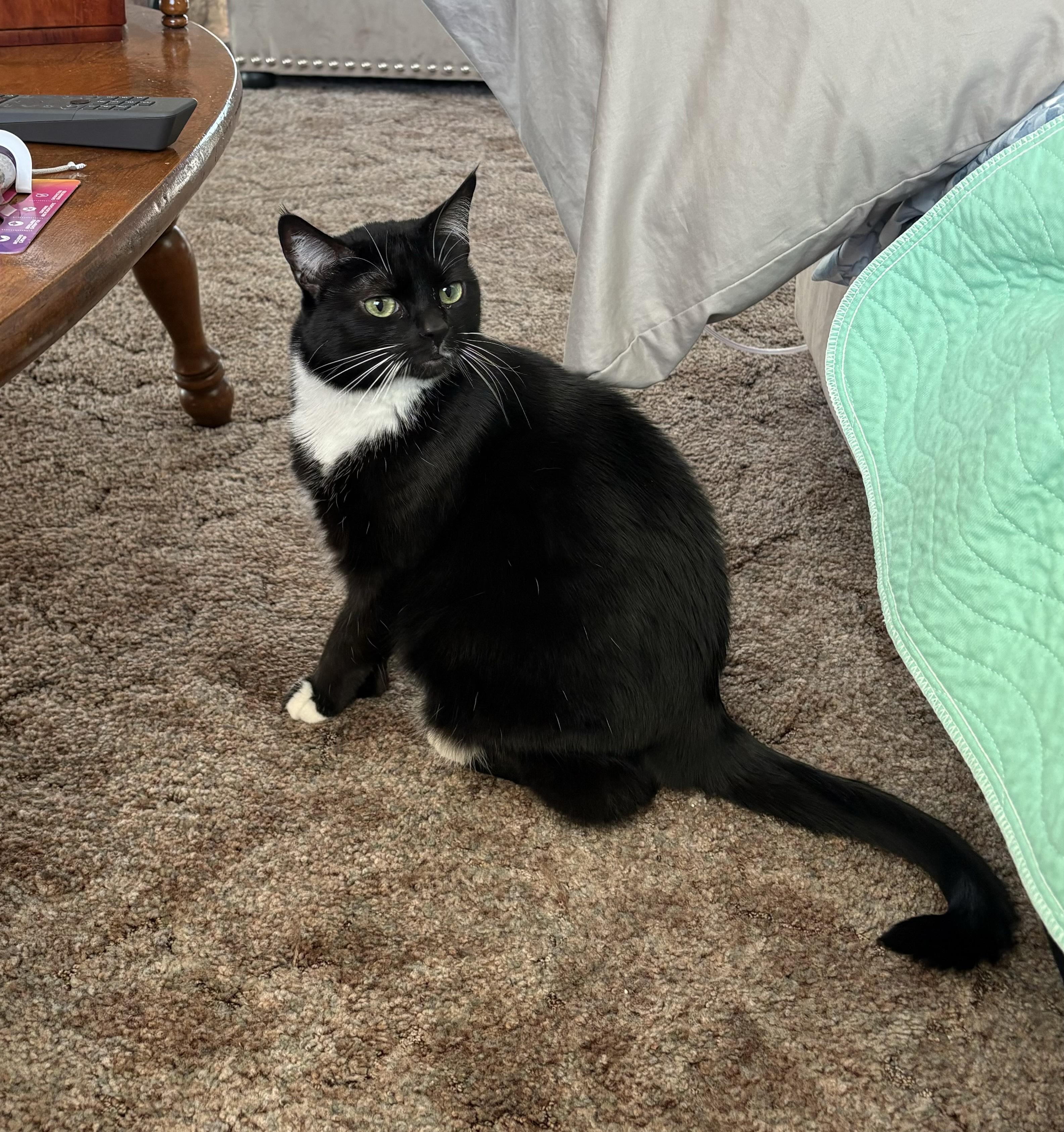 Six Gun, a Adoptable mixed breed in El Dorado Hills, CA image 1/3