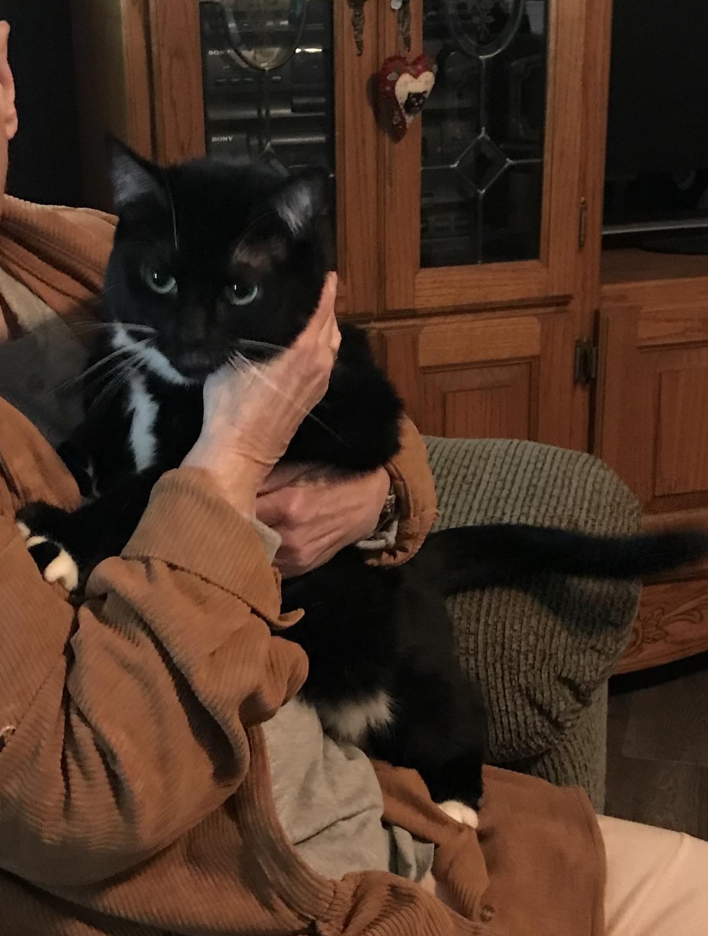 Six Gun, a Adoptable mixed breed in El Dorado Hills, CA image 2/3