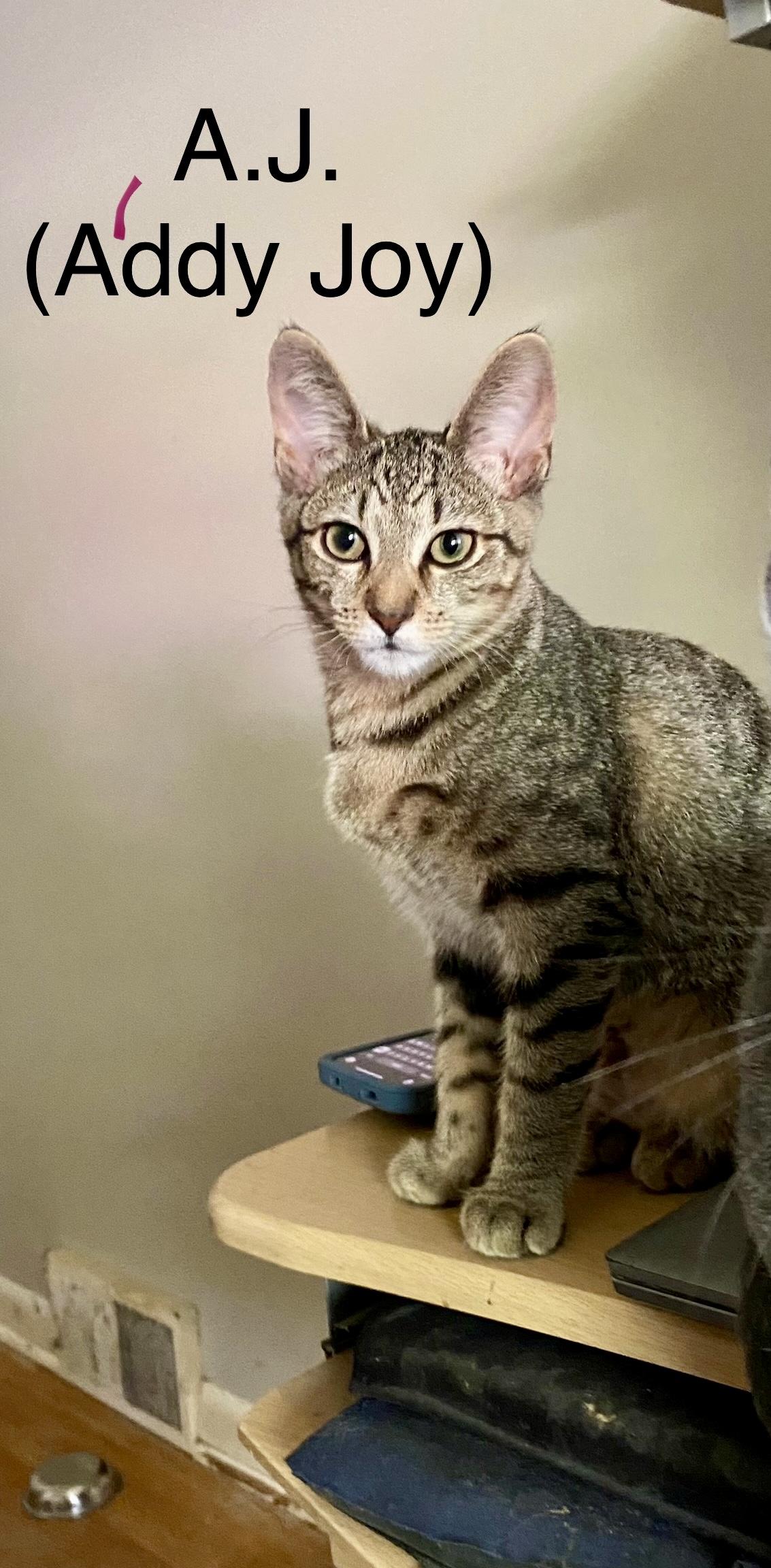 A.J. (Addy Joy), Adoptable, Kitten Female Tabby.