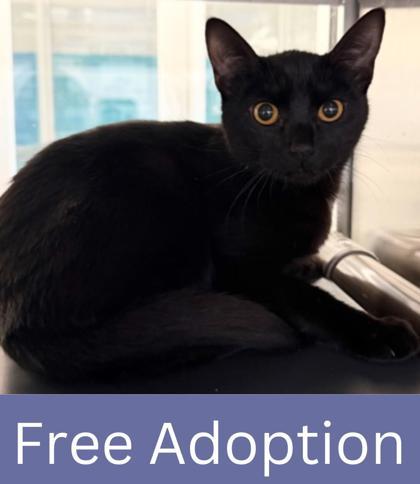 Enlarge Otter, a Adoptable Domestic Short Hair in Grapevine, TX image 1/1