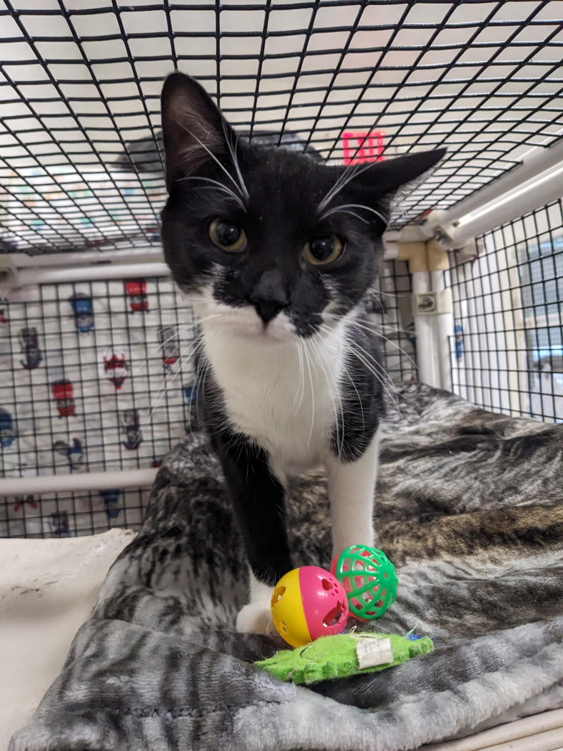 Pinto Bean, adopted, Young Female Domestic Short Hair.