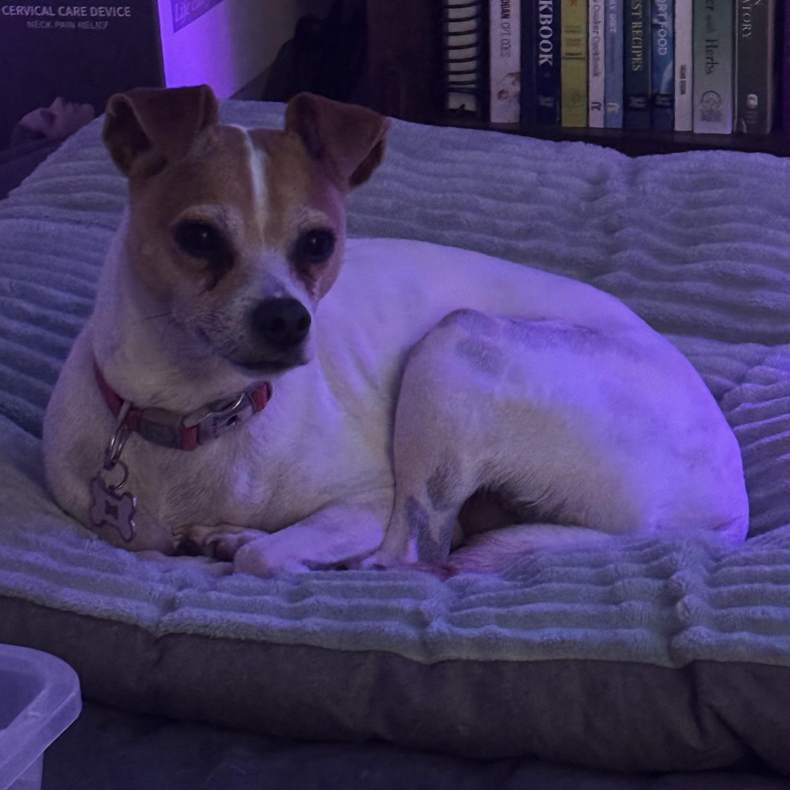 Buddy photo 1