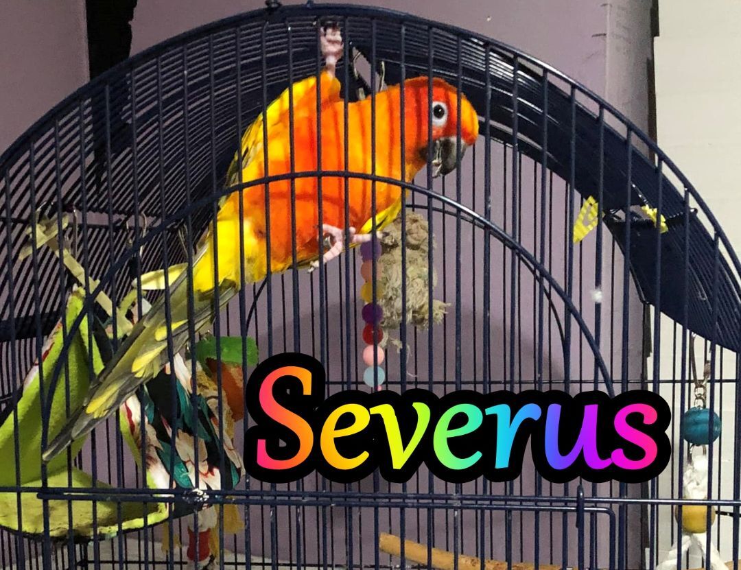 Severus, Adoptable, Adult Male Conure.