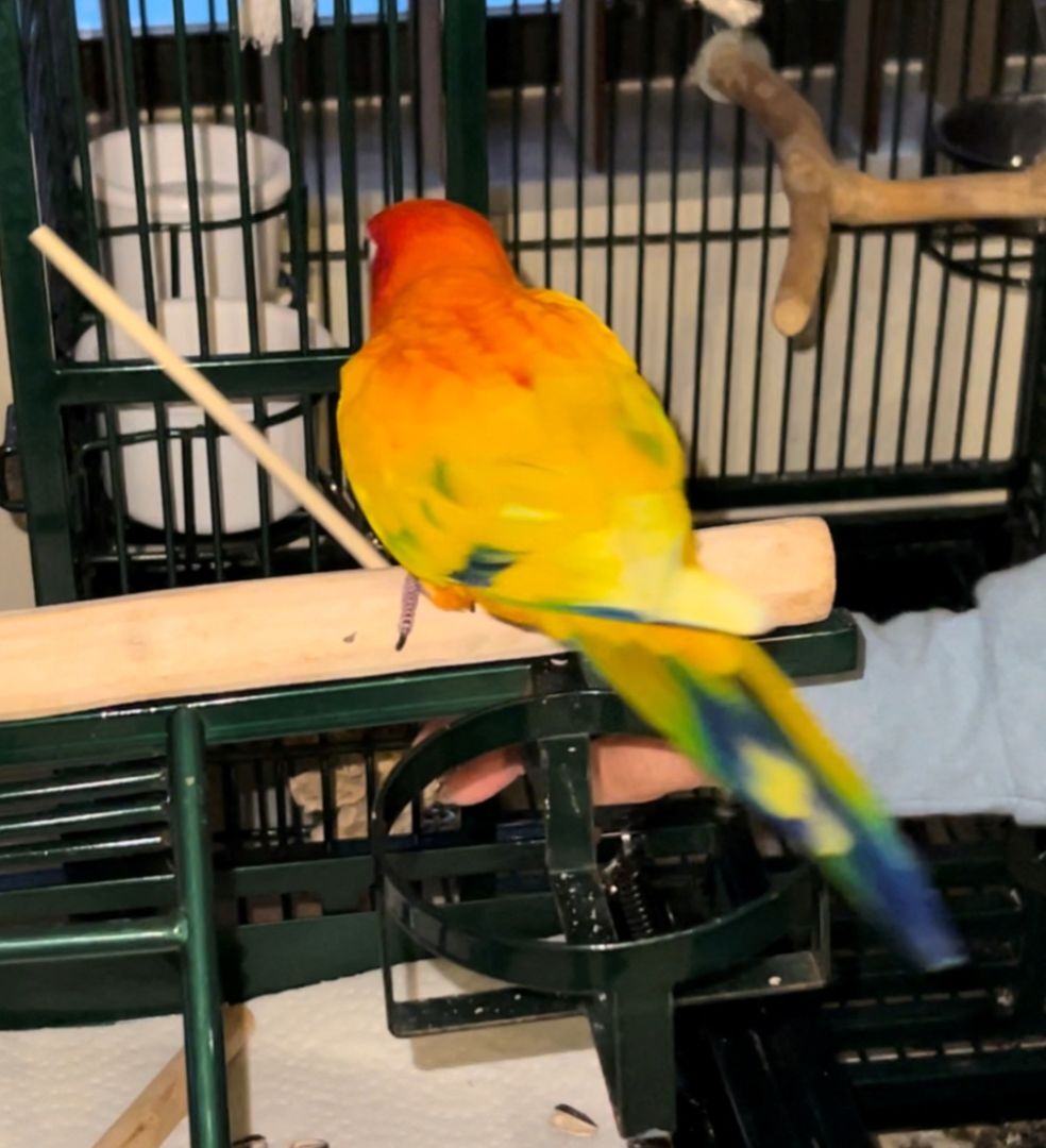 Enlarge Severus, a Adoptable Conure in Coral Springs, FL image 2/12