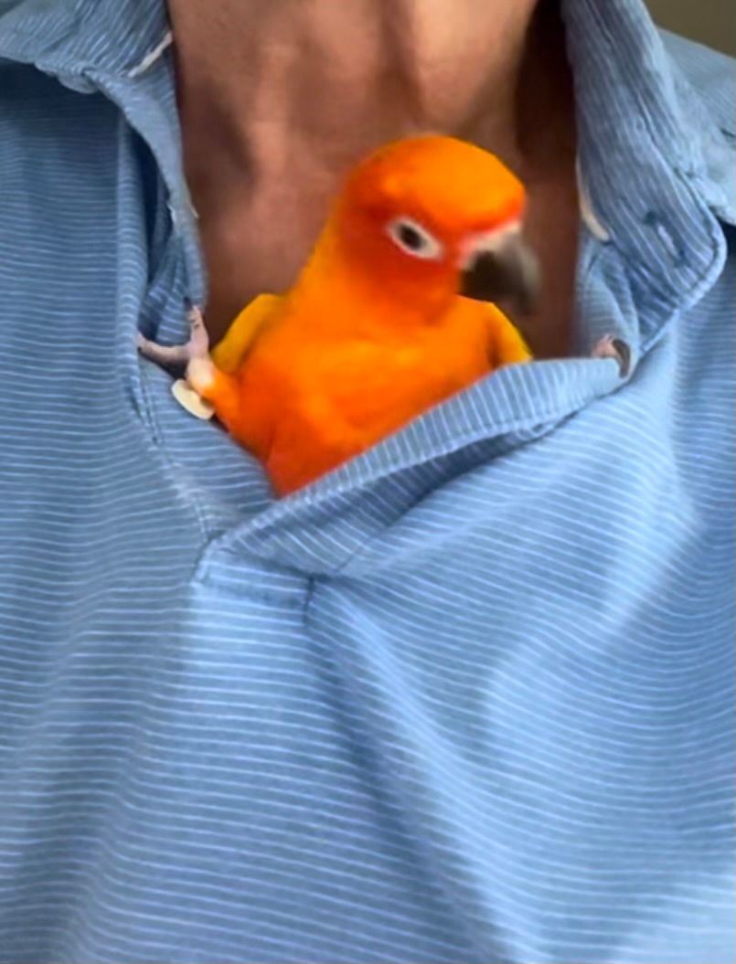 Enlarge Severus, a Adoptable Conure in Coral Springs, FL image 3/12