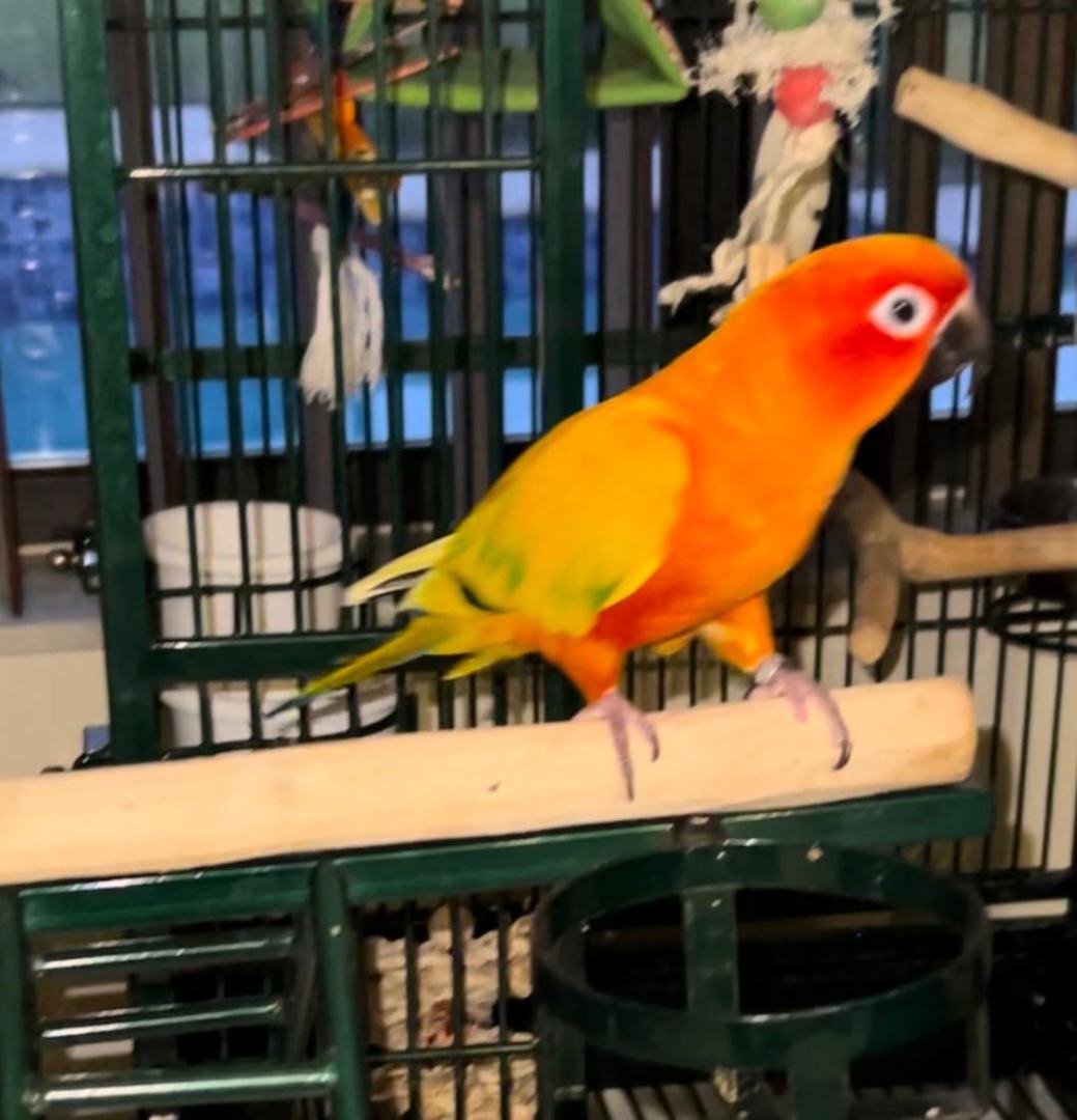 Enlarge Severus, a Adoptable Conure in Coral Springs, FL image 4/12