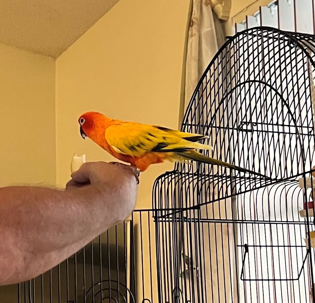 Enlarge Severus, a Adoptable Conure in Coral Springs, FL image 5/12