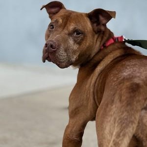 Carl, adoptable, Adult Male Mixed Breed.